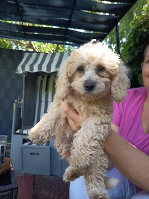 Hübsches Maltipoo Mädel