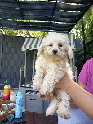 Hübsches Maltipoo Mädel 