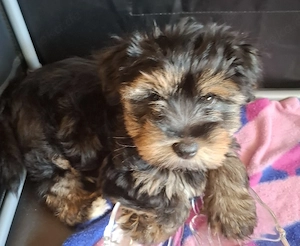 shitzu Yorkshire Terrier mix