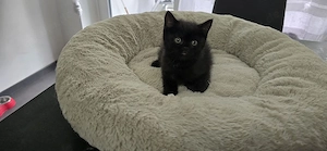 BKA  Kitten