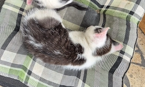  Katzenkitten, Katzenjungen, Kätzchen