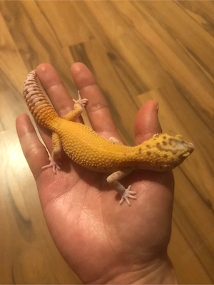 Leopardgecko