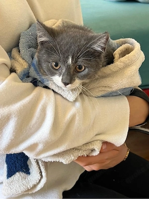 Süßes Kitten sucht liebevolles Zuhause