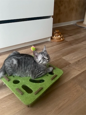 BHK Kitten