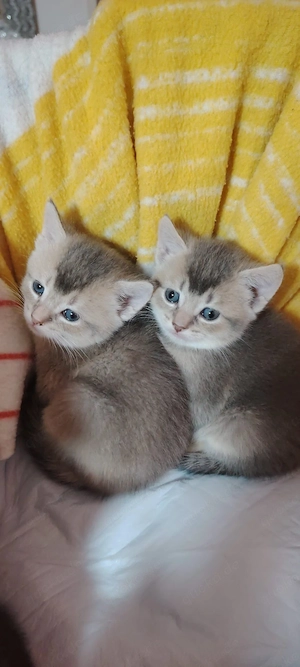 süße katzen 