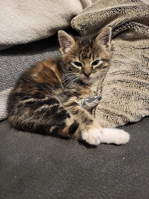 Kitten, kleine Katze, 12 Wo., dreifarbig