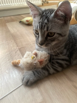 BKH Kitten