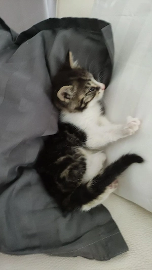 katzenbaby 