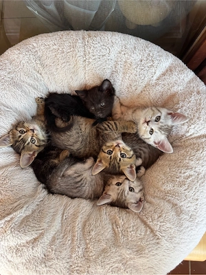 babykatzen Kitten