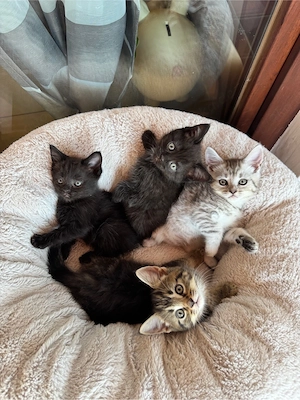 babykatzen Kitten