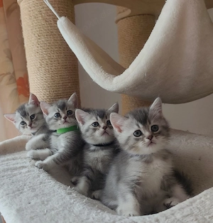 BKH Kitten mit Stammbaum 