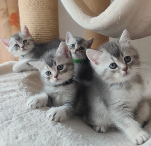 BKH Kitten mit Stammbaum 