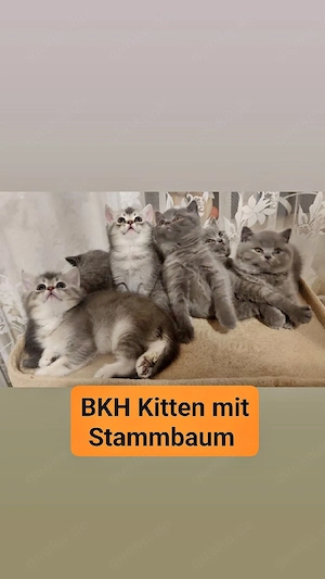 BKH Kitten mit Stammbaum 