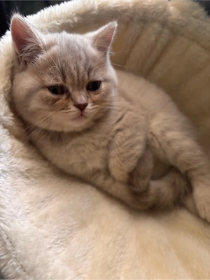 Wunderschöne Britisch Kurzhaar Kitten