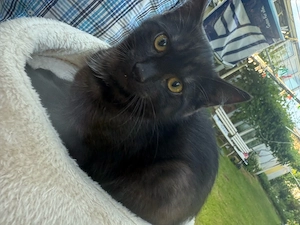3 Babykatzen Grau & Schwarz