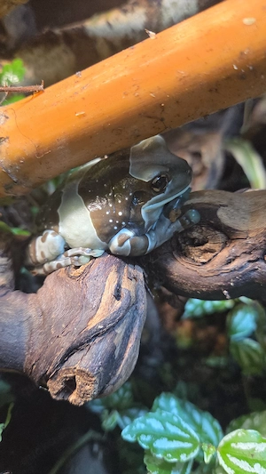 Suche Trachycephalus resinifictrix  Amazon milk frog