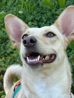 Madita ein Corgimix sucht ihre Menschen 