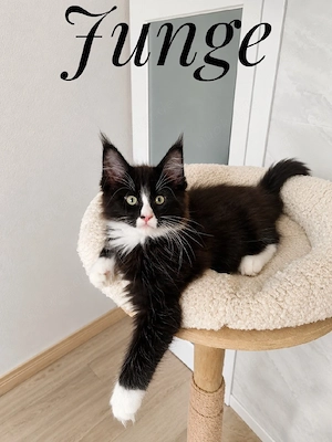 Maine coon kitten 