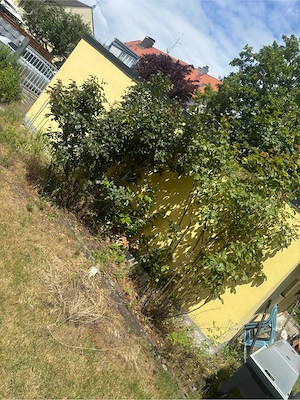 Rosen büsche 