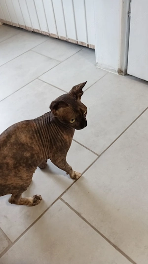 Sphynx Mädchen 3 Jahre alt 