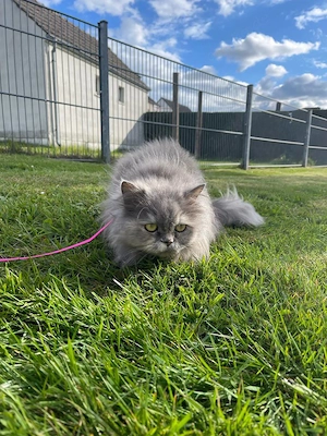 Katze sucht Zuhause 
