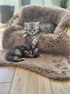 AKTION 95 EUR bis September 26, BKH Deckkater in Rot-Tabby, auf Erbkrankheiten negativ getestet. Bild 7