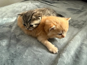 AKTION 95 EUR bis September 26, BKH Deckkater in Rot-Tabby, auf Erbkrankheiten negativ getestet.