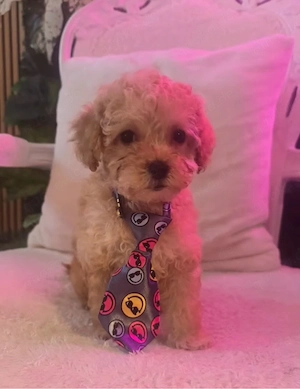 Maltipoo Welpchen abgabebereit..