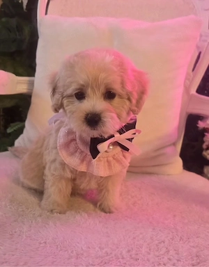 Maltipoo Weibchen und ein Rüde