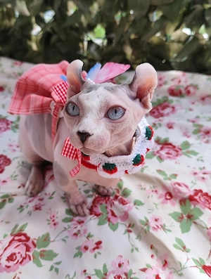 Sphynx Dwelf Bambino gesucht