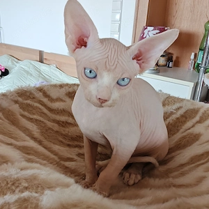 Canadian Sphynx-Kitten 