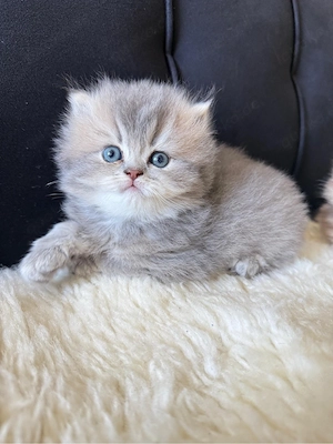 Süße Britisch Langhaar Kitten suchen liebevolles Zuhause