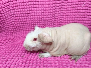 Skinny Pig Mädchen