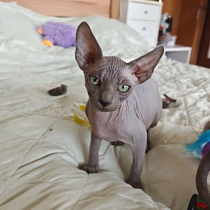 Lila Canadian Sphynx-Kitten 
