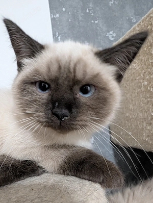 siam Himalayan kitten