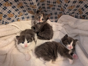 süße Maine Coone Kitten, 4Wochen jung