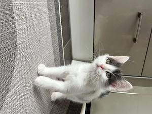 Ragdoll BKH Kitten Kätzchen Baby Katze Glückskatze 