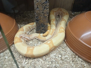 Verkaufe Boa C.imperator Albino 3.0