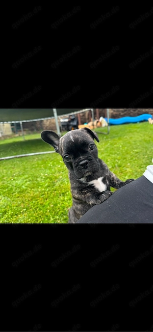 Französiche Bulldogge Hündin  