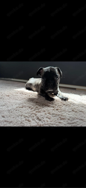 Französiche Bulldogge Hündin  