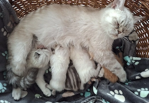 Traumhafte BKH Kitten suchen Ihre Familien