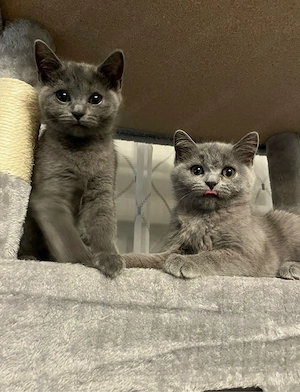 British Shorthair Kitten