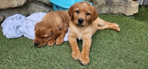 Süße Labrador Welpen Rüde und Hündinnen,mit Ahnentafel und EU Impfbuch