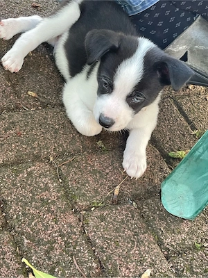 Husky Aussie Mix Welpe sucht noch seine Familie