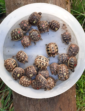 Griechische Landschildkröten Bild 3