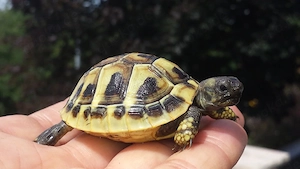 Griechische Landschildkröten Bild 2