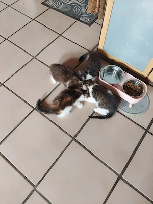4 Katzenbabys 12 Wochen alt Fressen Nass und Trocken Futter 