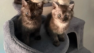Süße Katzenbabys suchen liebevolles Zuhause