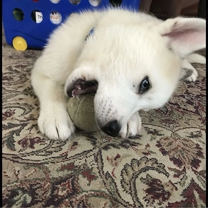 Atemberaubende blauäugige Siberian-Husky-Welpen - Loyal, verspielt und bereit für ihr ewiges Zuhause