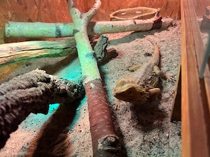 bartagame männlich
